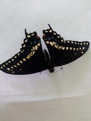 Papilio polyxenes asterius