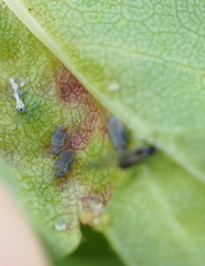 Dysaphis crataegi