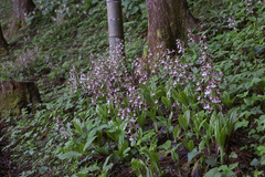 Calanthe discolor