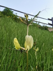 Vicia grandiflora