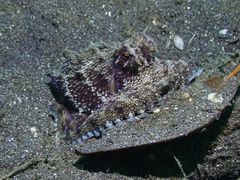 Amphioctopus marginatus