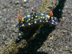 Hypselodoris roo