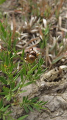 Menodora integrifolia