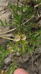 Menodora integrifolia