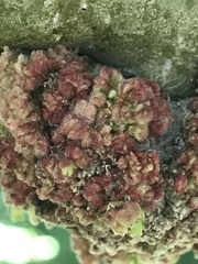 Aceria parapopuli