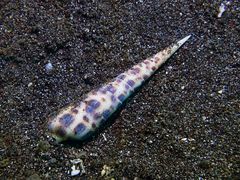 Terebra subulata
