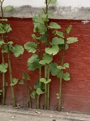 Reynoutria × bohemica