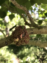 Aceria parapopuli