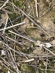 Alopecosa pulverulenta