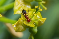 Crematogaster alluaudi