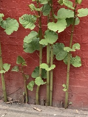 Reynoutria × bohemica