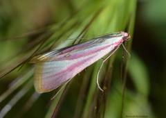 Lepidoptera
