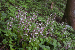 Calanthe discolor