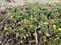 Potentilla pusilla