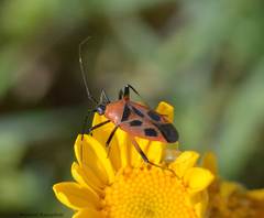 Calocoris nemoralis