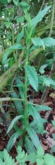 Chamaenerion angustifolium