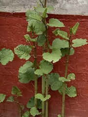 Reynoutria × bohemica