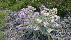 Carduus carlinoides