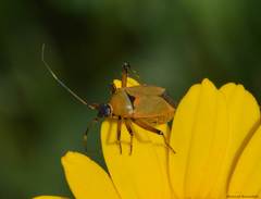 Calocoris nemoralis