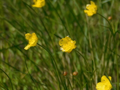 Ranunculus pedatus