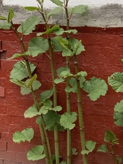 Reynoutria × bohemica