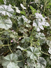 Malva neglecta