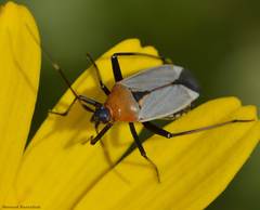 Calocoris nemoralis