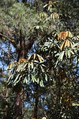 Sciodaphyllum trianae