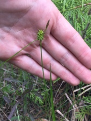 Carex flava