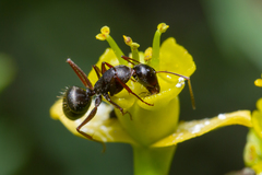Camponotus feae