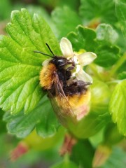Andrena fulva