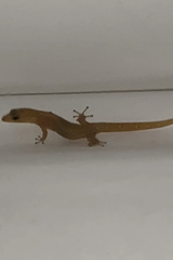 Sphaerodactylus