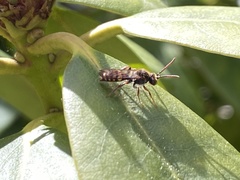 Nomada marshamella