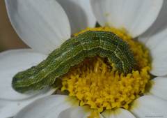 Heliothis peltigera
