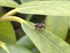 Nomada marshamella