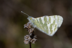 Euchloe eversi
