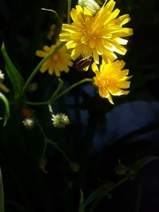 Astylus vittaticollis