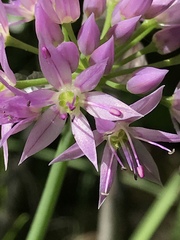 Allium bisceptrum