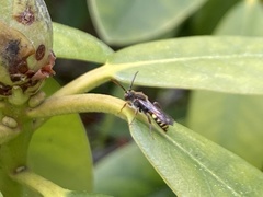 Nomada marshamella