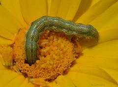 Heliothis peltigera