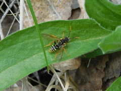 Nomada goodeniana