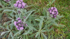 Carduus carlinoides