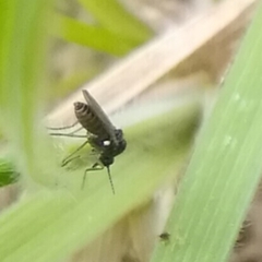 Meloehelea