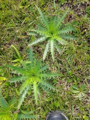 Eryngium serra