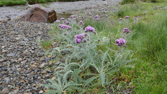Carduus carlinoides