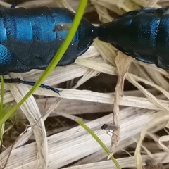 Meloehelea