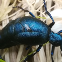 Meloehelea