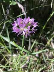 Allium bisceptrum