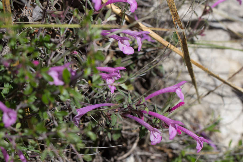 Great Sage