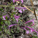 Great Sage - Photo (c) avocat, some rights reserved (CC BY-NC), uploaded by avocat